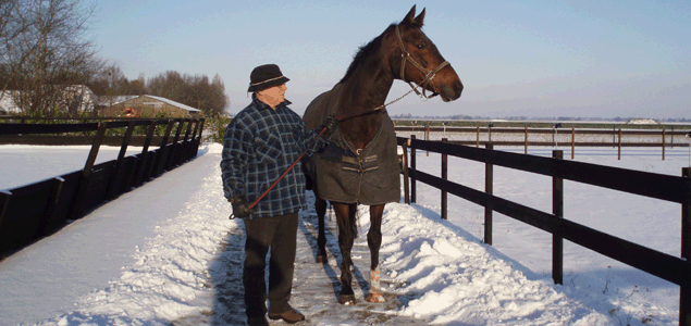 Verzorging van paarden